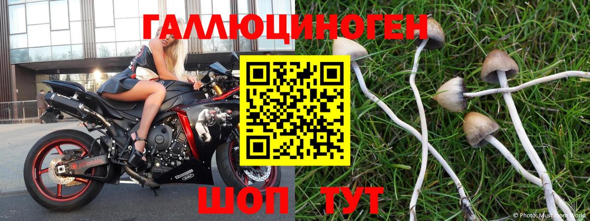 Галлюциногенные грибы Psilocybe Ртищево